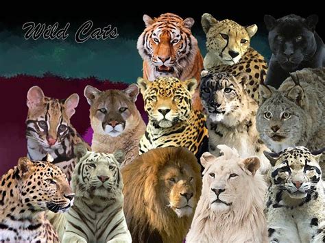 40种猫科动物图片 猫科动物的种类及图片(2)_配图网