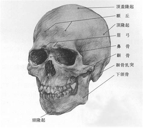 【头部骨骼结构图】【图】头部骨骼结构图鉴赏 专家带你解读9大结构_伊秀健康|yxlady.com