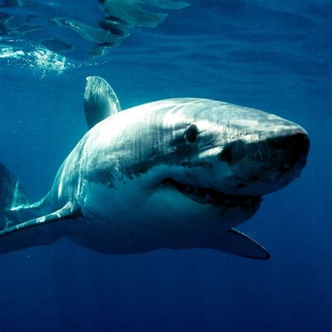 大白鲨高清图片下载-正版图片502456117-摄图网