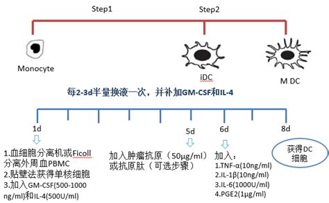 DC细胞与免疫系统不得不说的关系-南京福麦斯生物技术有限公司