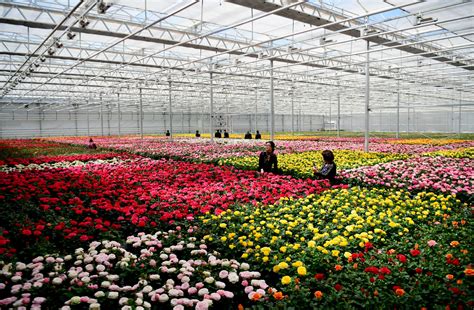 每天全国14个鲜花基地送花到沪 | 盒马花园亮相上海 - 周到上海