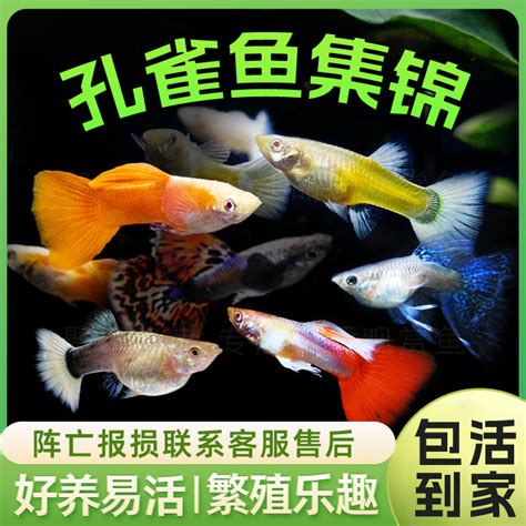 月光鱼,凤尾鱼,红斑马鱼,红绿灯鱼能不能一起混养-