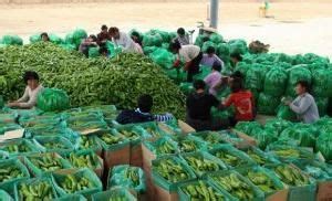 江西乐安：设施蔬菜助增收-人民图片网