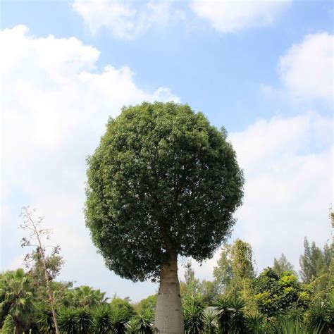 束冠图片