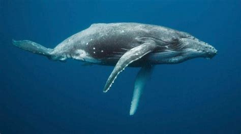为什么鲸鱼搁浅后会死亡：鲸鱼为什么不伤害人类_小狼观天下