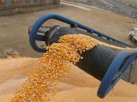 河北今天最新玉米价格：2023年8月23日河北省玉米价格行情 - 畜小牧养殖网
