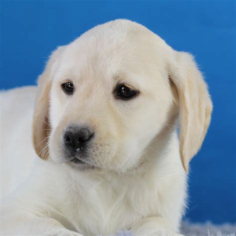 纯种拉布拉多犬幼犬狗狗出售 宠物拉布拉多犬可支付宝交易 拉布拉多犬 /编号10027200 - 宝贝它