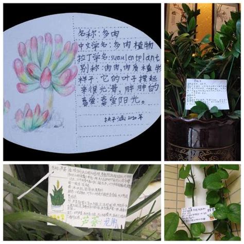 三年级制作植物记录卡,植物观察记录怎么写,制作植物记录卡_大山谷图库