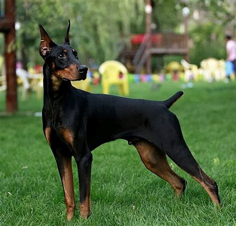 杜宾犬详细资料-杜宾犬品种介绍-宠物王
