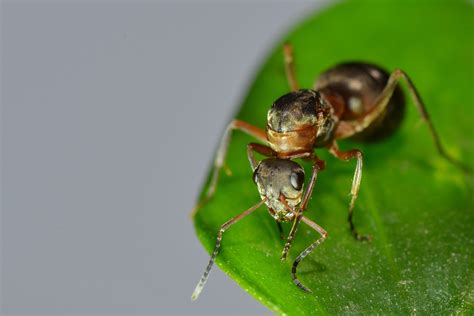 【待产的蚂蚁摄影图片】西安生态摄影_太平洋电脑网摄影部落