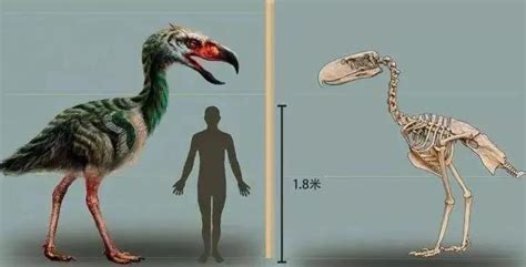 世界上最吓人的鸟之一，骇鸟 | 说明书网