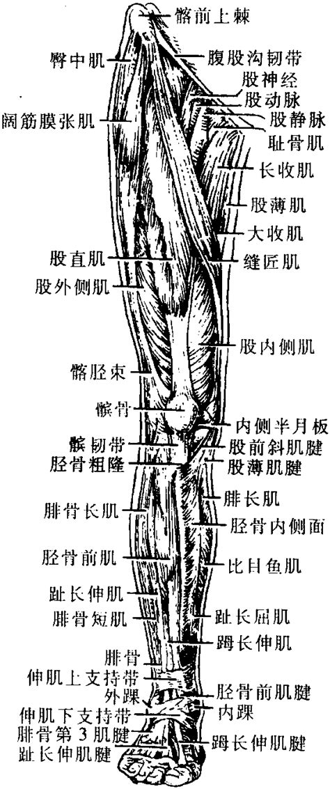 第009期：认识你的肌肉之下肢肌：大腿肌 - 知乎
