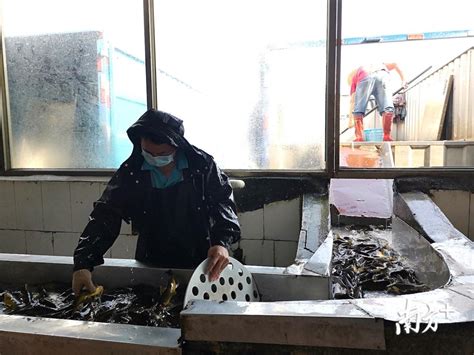 宜宾观赏鱼市场请教各位大神龙鱼缸子可以养金鱼吗 - 观赏鱼市场（混养鱼） - 广州观赏鱼批发市场