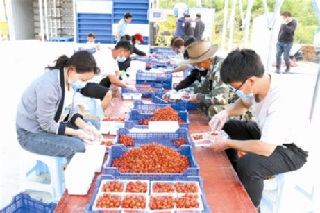 毕节市：水果产业规模独居榜首 果香遍乌蒙