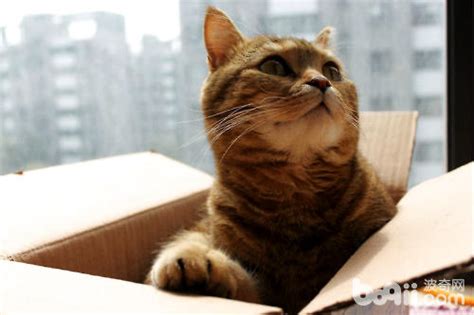 箱子里的猫素材图片免费下载-千库网