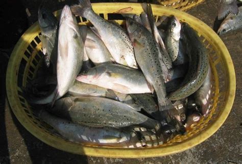 最中国的烹饪，永远吃不腻的清蒸鲈鱼，从选鱼开始说起__凤凰网