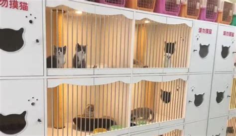猫舍图片宠物店,家庭,贩卖_大山谷图库