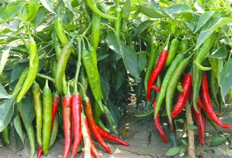 川椒种业：辣椒种子品种如何选择需要看这几点 - 川椒种业