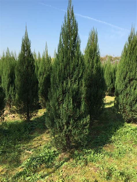 香柏树图片