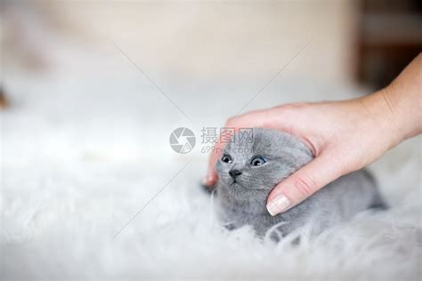 可爱的小猫咪被女人摸过手笑脸英国短发猫可爱的小咪摸过滑稽的表情高清图片下载-正版图片304461157-摄图网