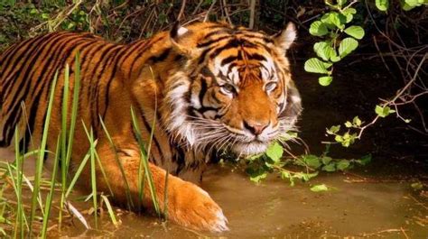 自然界最具魅力的动物之一，你所不知道的12个关于老虎的事实|马尔科夫|棕熊|金虎_新浪新闻