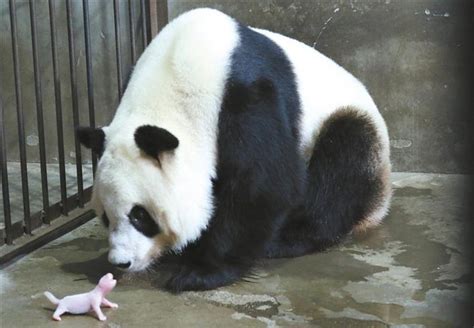 旅美大熊猫美香幼崽新照曝光 毛发黑白分明呆萌可爱【2】--图片频道--人民网