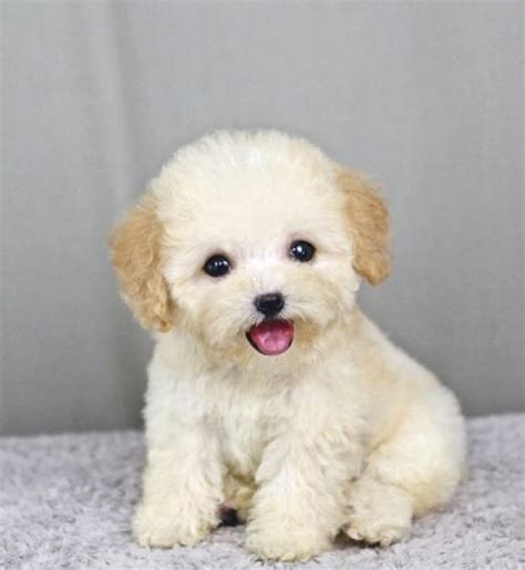 泰迪狗名字女，小型犬泰迪宠物狗取名字可爱洋气-可爱点-名字-荣耀易学