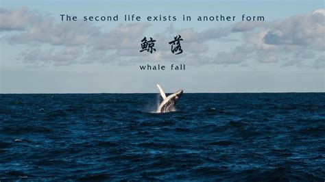 鲸落 | 孤独而伟大的存在 - 知乎