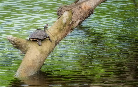 小乌龟壳怎么放水里养 如何把小乌龟养在水里_知秀网