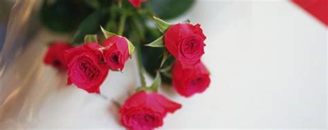 粉色玫瑰花语代表什么意思 花期有多久-养花技巧-江苏长景园林