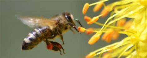 怎样引蜜蜂进蜜蜂箱 引蜜蜂进蜜蜂箱方法三则分享_知秀网
