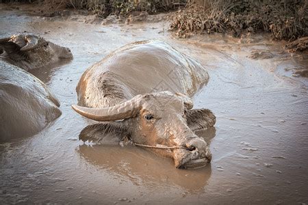一群水牛在河里游泳高清图片下载-正版图片305754304-摄图网