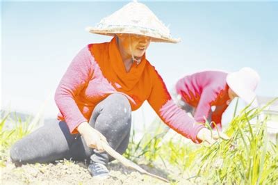 黔西县雨朵镇：特色农业发展好 带动群众增收高-贵州网