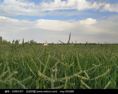 绿草如茵，蓝天下郁郁葱葱的草地背景图像高清摄影大图-千库网