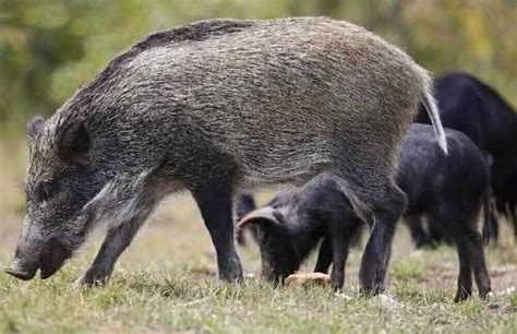 世界上最大的野猪有多大？说出来你可能不信！
