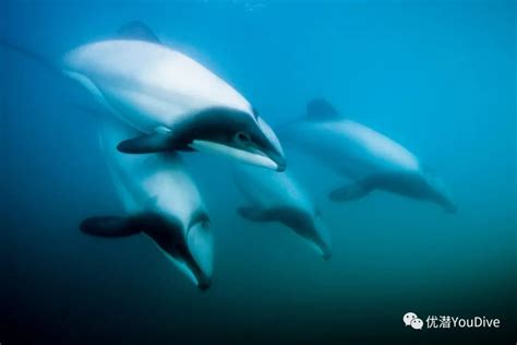 海豚是保护动物吗 - 业百科