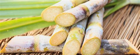 甘蔗种植技术和甘蔗种植的注意事项-中国木业网