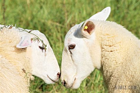 羊 两只绵羊 爱情 依偎在 友谊 毛皮 动物 宠物 甜图片免费下载 - 觅知网