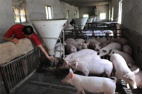 猪年养猪真赚钱 牧原股份净利润预增超十倍 | 每日经济网