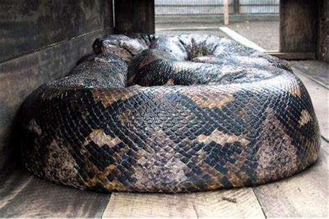 长白山3000年巨蛇图片欣赏_蛇的图片_毒蛇网