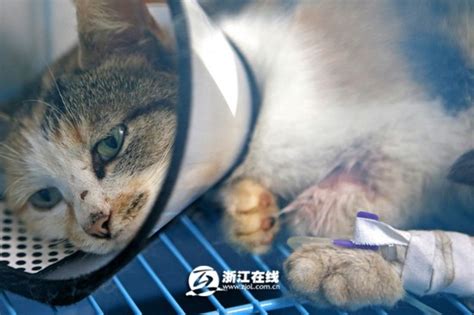 爱心救猫行动尘埃未定 去留成负担--北京频道--人民网