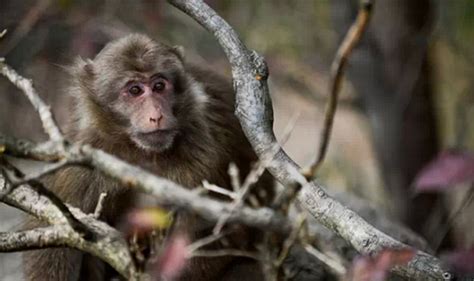 2022黄山浮溪野生猴谷游玩攻略,路上碰到一只猴子挺有意思的... 【去哪儿攻略】