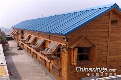 我的阳台鸽舍-中国信鸽信息网相册