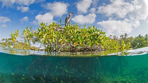 【海南红树林摄影图片】海口风光摄影_自然飘逸_太平洋电脑网摄影部落