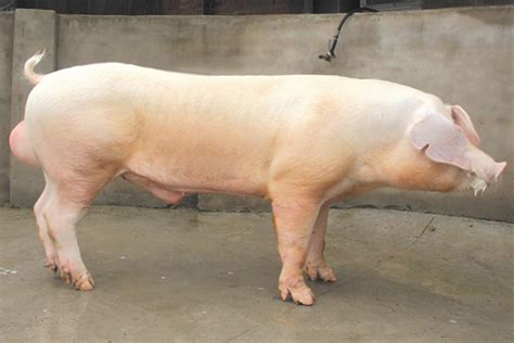 出售纯种长白猪母猪2021年价格正宗黑母猪贵州遵义_济宁__猪-食品商务网