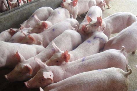 需求增加 猪价能否与屠宰量共涨？
