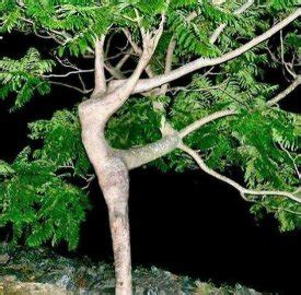 印尼传说中食人树真的存在吗？吃的连骨头都不剩，太可怕了！|印尼|食人树|骨头_新浪新闻
