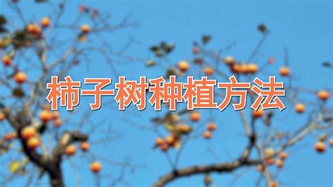 柿子树种植方法-农百科