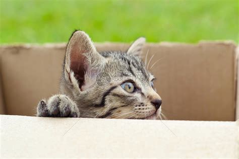 网友给了猫一个箱子，猫竟高兴到表情管理失败，哈哈..._by