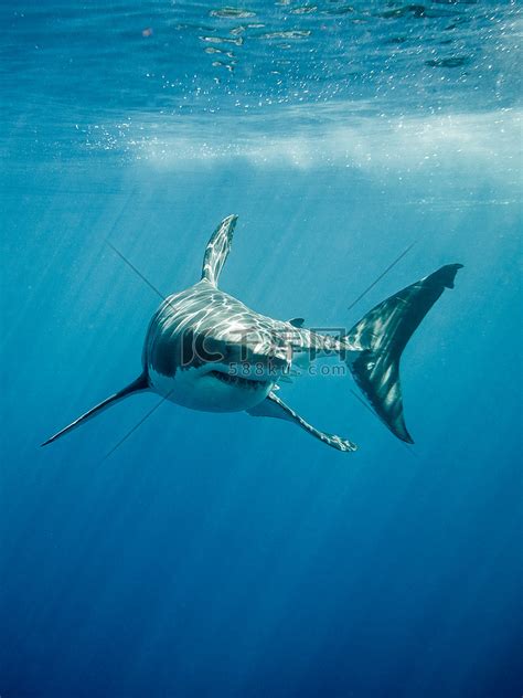 看完这6个事实，一定颠覆你对大白鲨的认知！_大白鲨_海洋生物